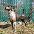 Modern Decoration outdoor decoration bronze standing dog sculpture